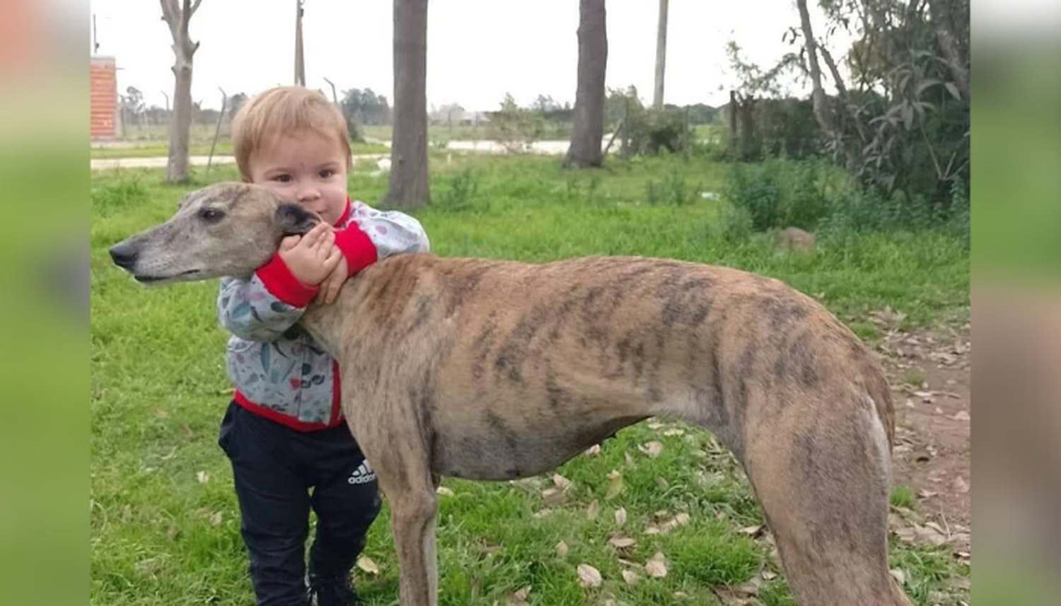 Mascotas: buscan a Chichila