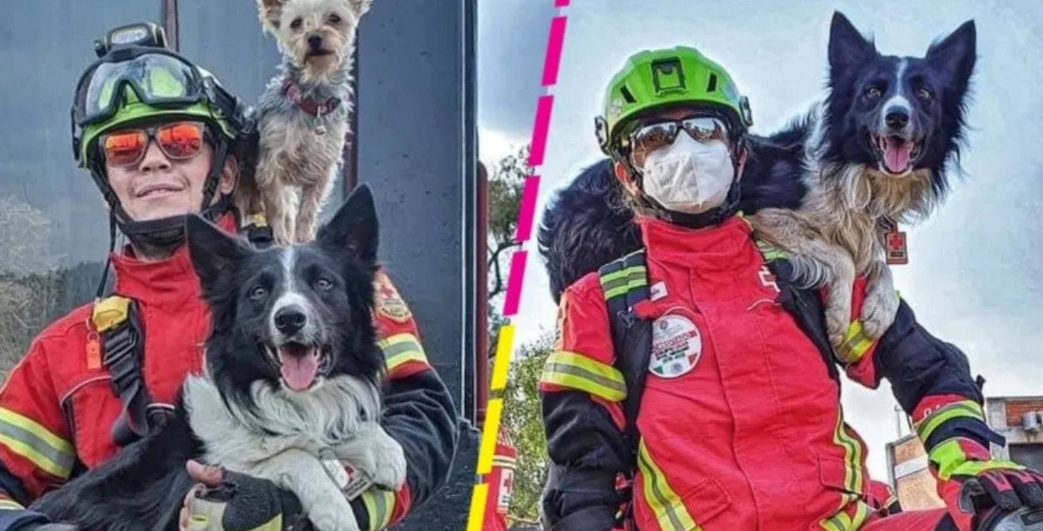 Arrestaron a un hombre por envenenar a dos perros rescatistas