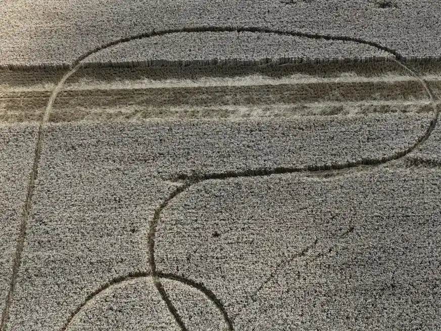 Huellas en el medio del trigal. "Ojalá sea una señal de una buena cosecha”, expresó el productor Raúl Zamer.