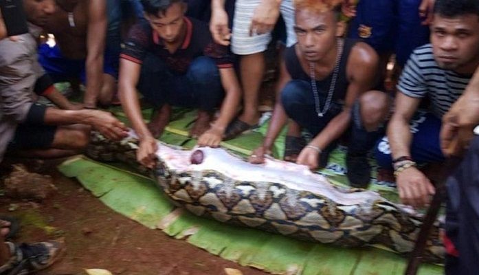Horror en Indonesia: hallaron a una mujer desaparecida dentro de una pitón