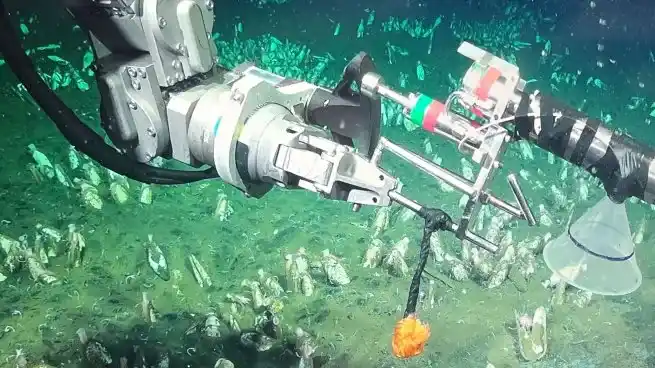 "Vida en los extremos": inicia un nuevo streaming del Conicet en el fondo del mar