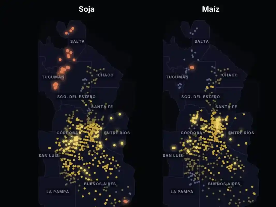 Impacto de El Niño en la soja y el maíz: cómo varían los rindes según la región