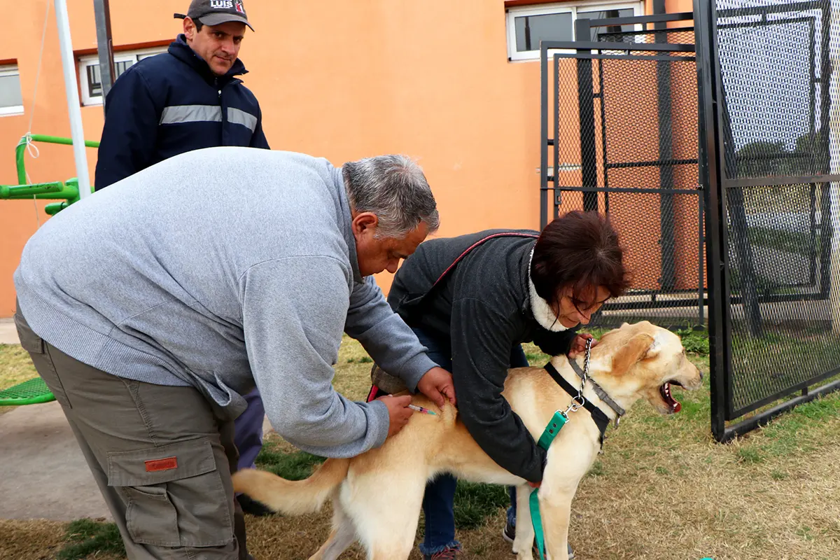 Operativo. Exitoso en la vecina ciudad, en procura de evitar enfermedades en animales