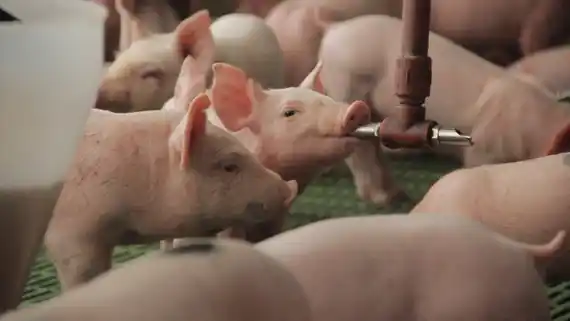 El sector porcino de Entre Ríos define agenda para 2024