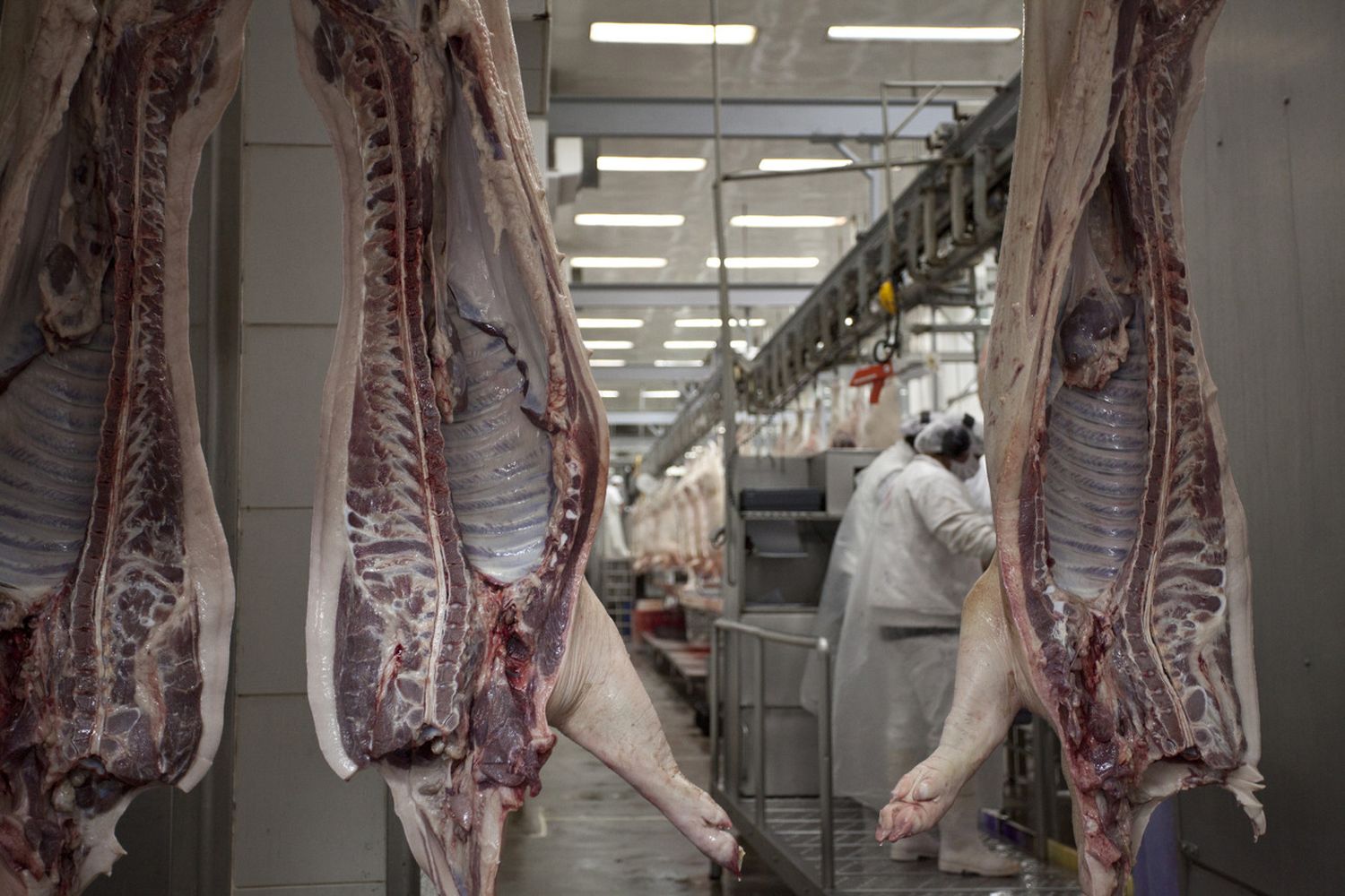 Singapur habilita la importación para la carne y productos porcinos argentinos