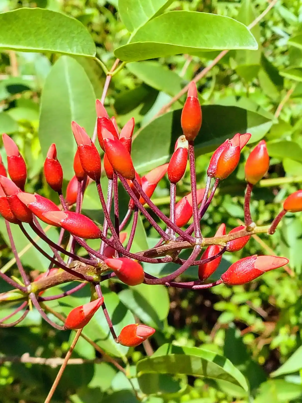 El Ceibo, la Flor Nacional