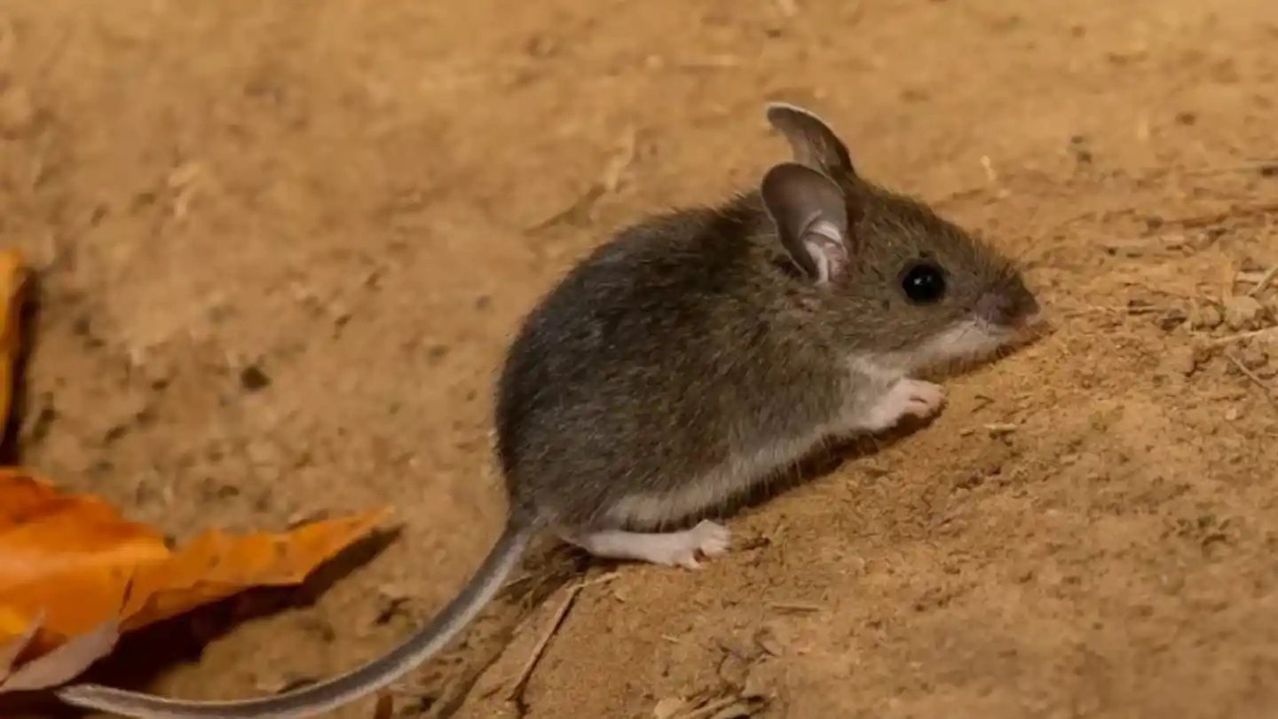 Hantavirus - 3