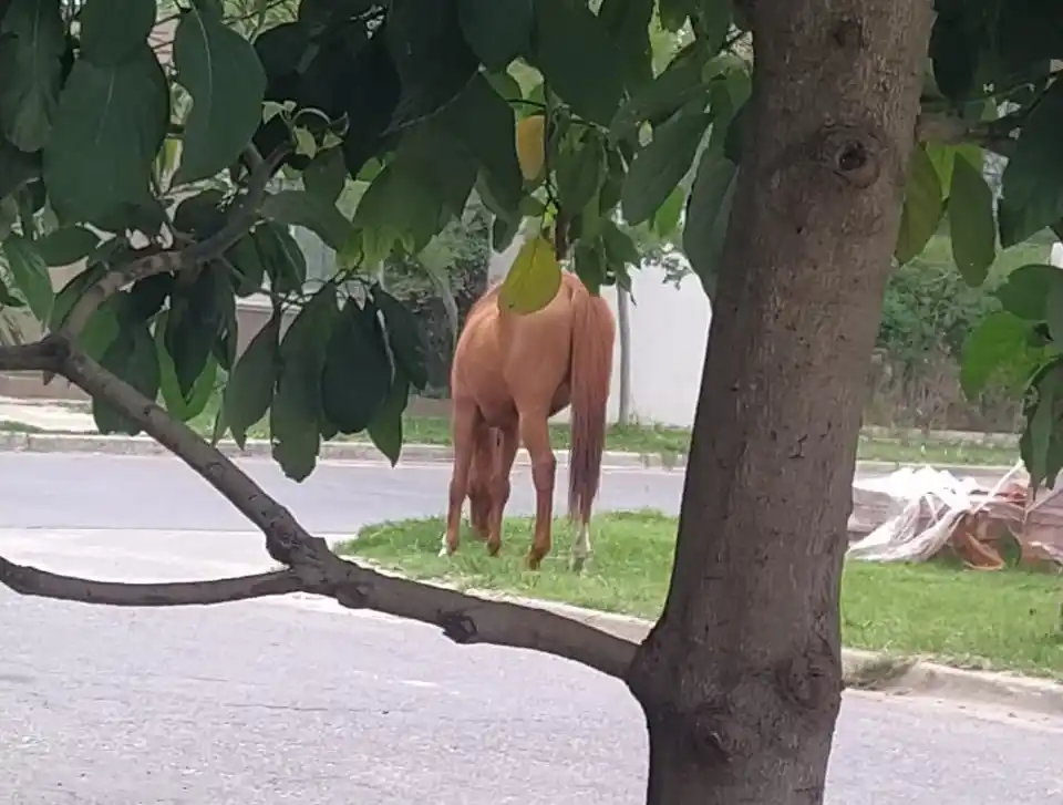 Caballo suelto Padre Santana y Ruiz Moreno