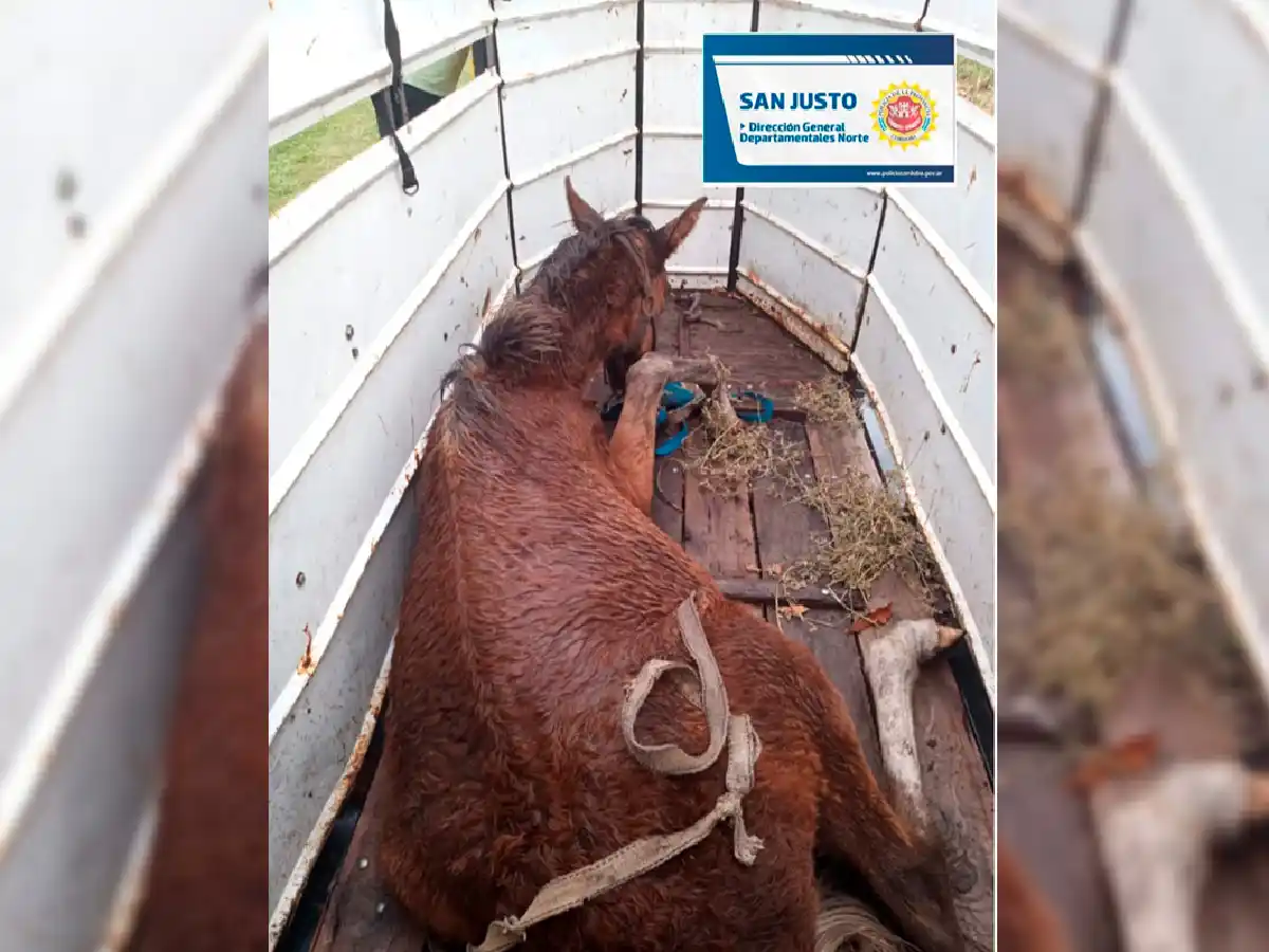 Maltrato animal: allanamiento y un potrillo rescatado 