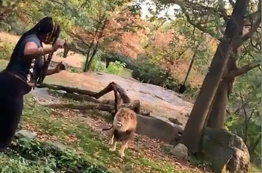 Momento aterrador: una mujer saltó a la fosa de los leones en un zoológico