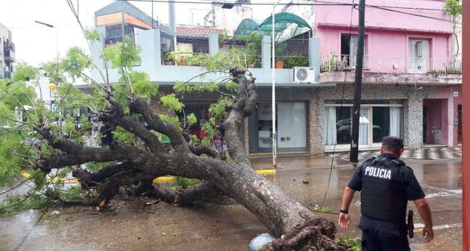 Por la tormenta, cayó un árbol en el centro y casi impactó a un auto que pasaba