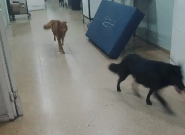 Perros pasillos del Hospital