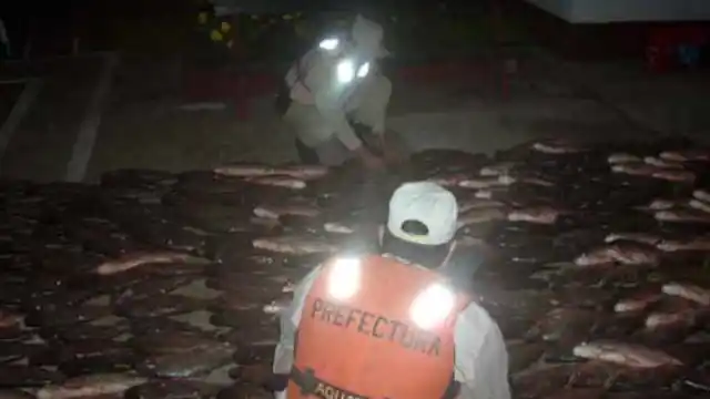 Decomisan 600 kilos de sábalos