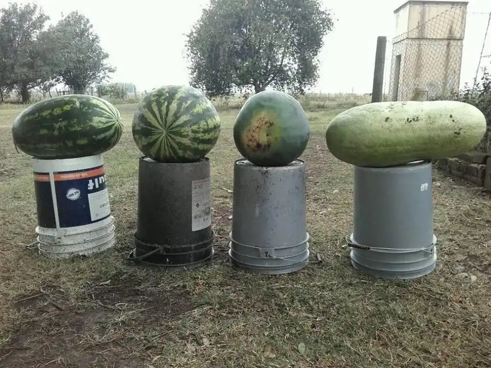 El hobby de cosechar sandías gigantes