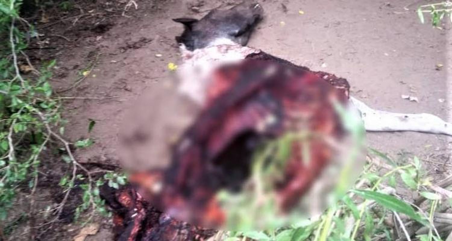 Le robaron la yegua y apareció carneada en La Tosquera