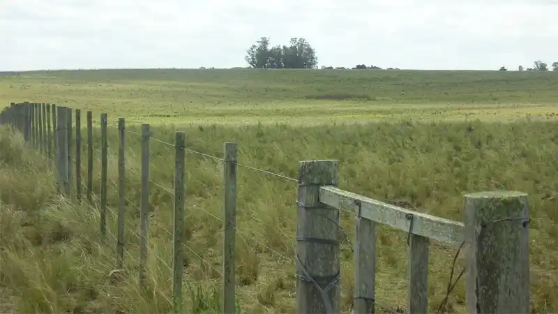 Avanza el proyecto para que los alambrados no tengan maderas de monte nativo