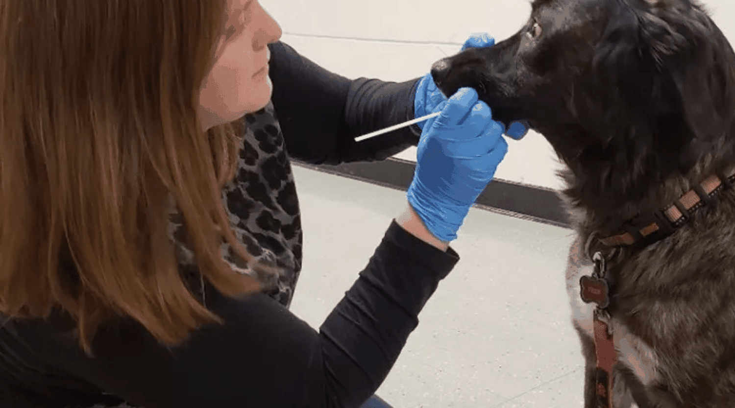Universidad de La Plata testeó a un centenar de animales para saber si contagian COVID
