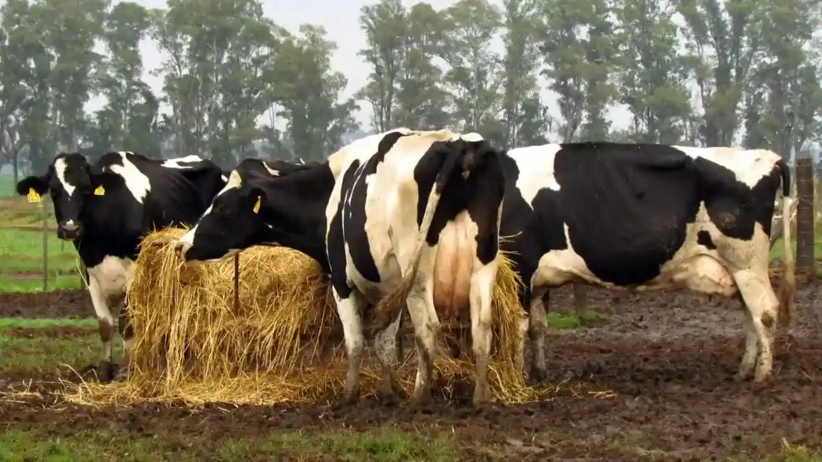 La lechería mostró un nuevo desequilibrio para el productor