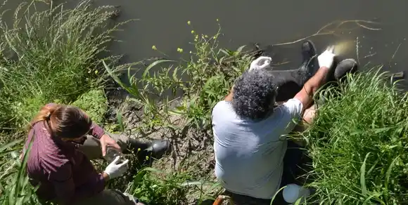 Contaminación extrema en arroyos que vierten al Paraná: detectaron niveles récord de glifosato