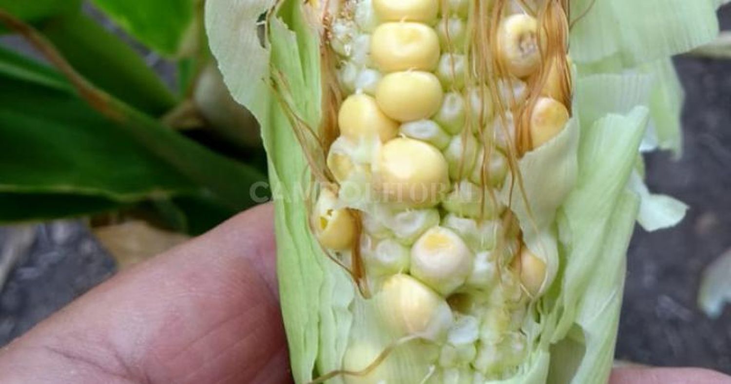 La campaña gruesa atraviesa uno de los peores veranos agrícolas de la historia