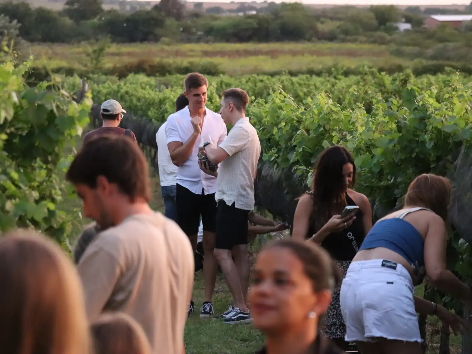 El programa Camino del Vino fortaleció la oferta turística con la vendimia abierta al público en la bodega Las Magnolias