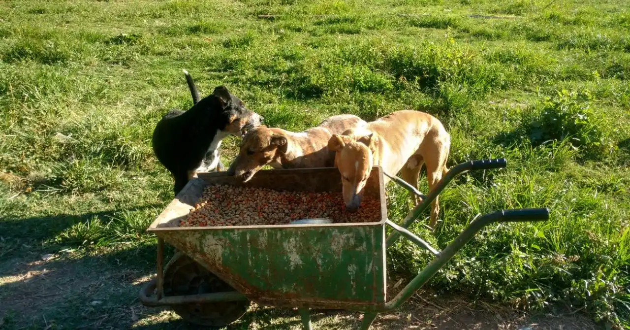 El Refugio San Pedro ganó 400 kilos de alimento. El primer lugar se lo llevó una protectora de Mendoza.