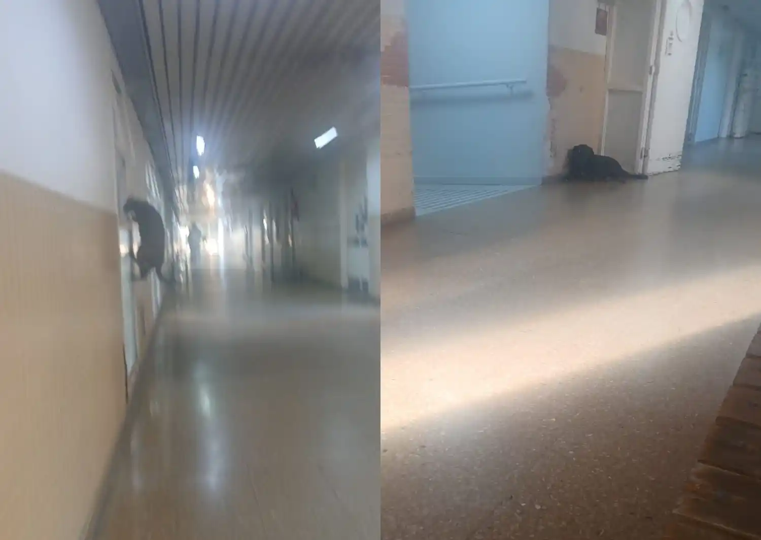 "¿Está bien tener animales en el Hospital?"