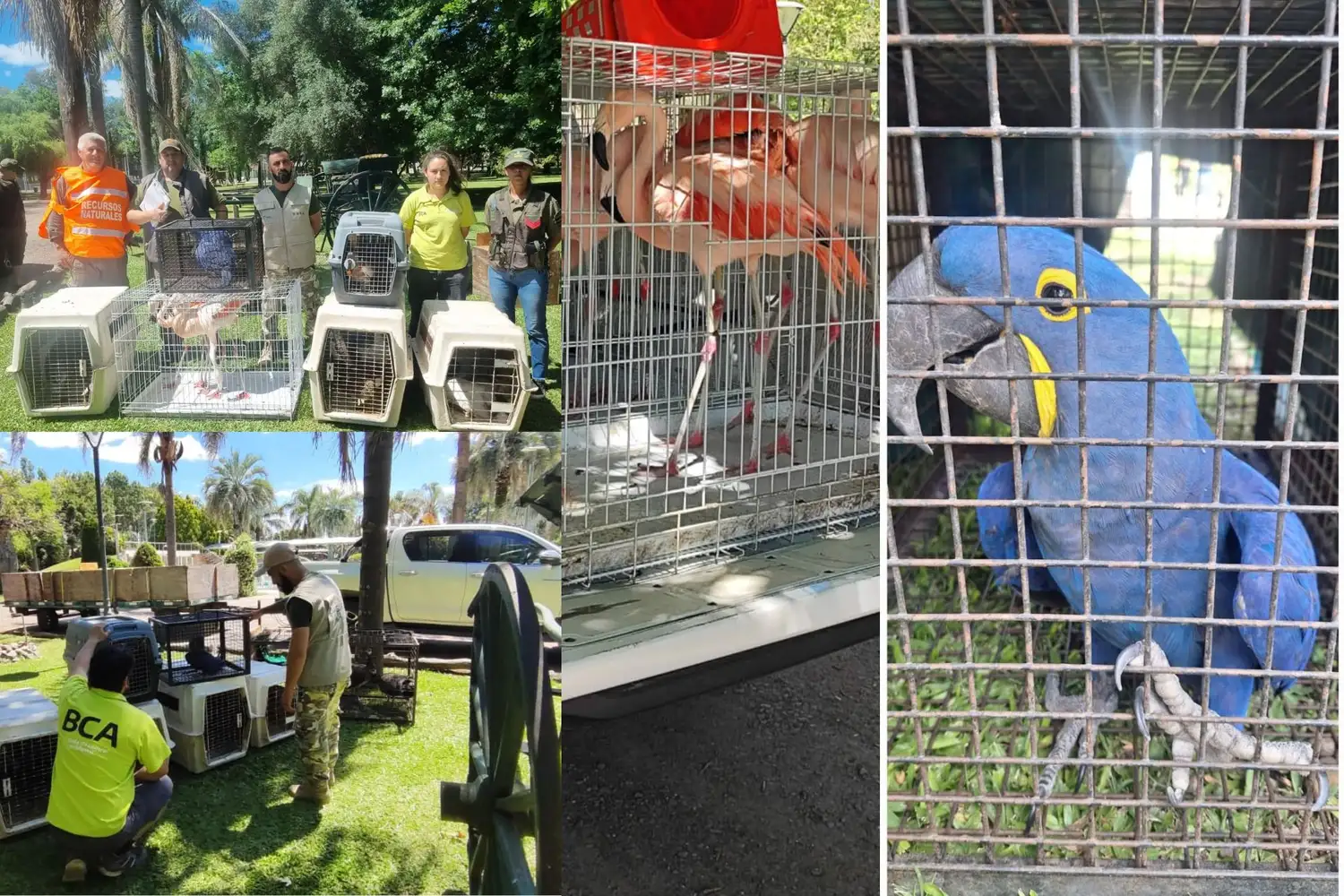 Decomisan ejemplares de fauna silvestre en Gualeguay