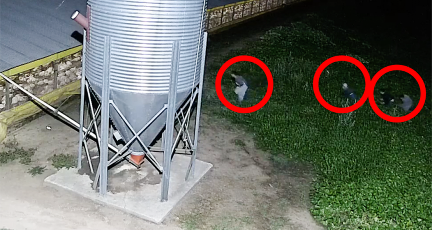 Inseguridad: Así se roban pollos todas las noches en San Pedro