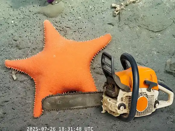 En medio del furor por el streaming del Conicet, un estudio revela que el sector perdió más de 4.000 empleos