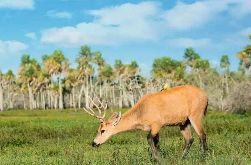 Una diputada provincial espera que el ciervo sea declarado monumento natural