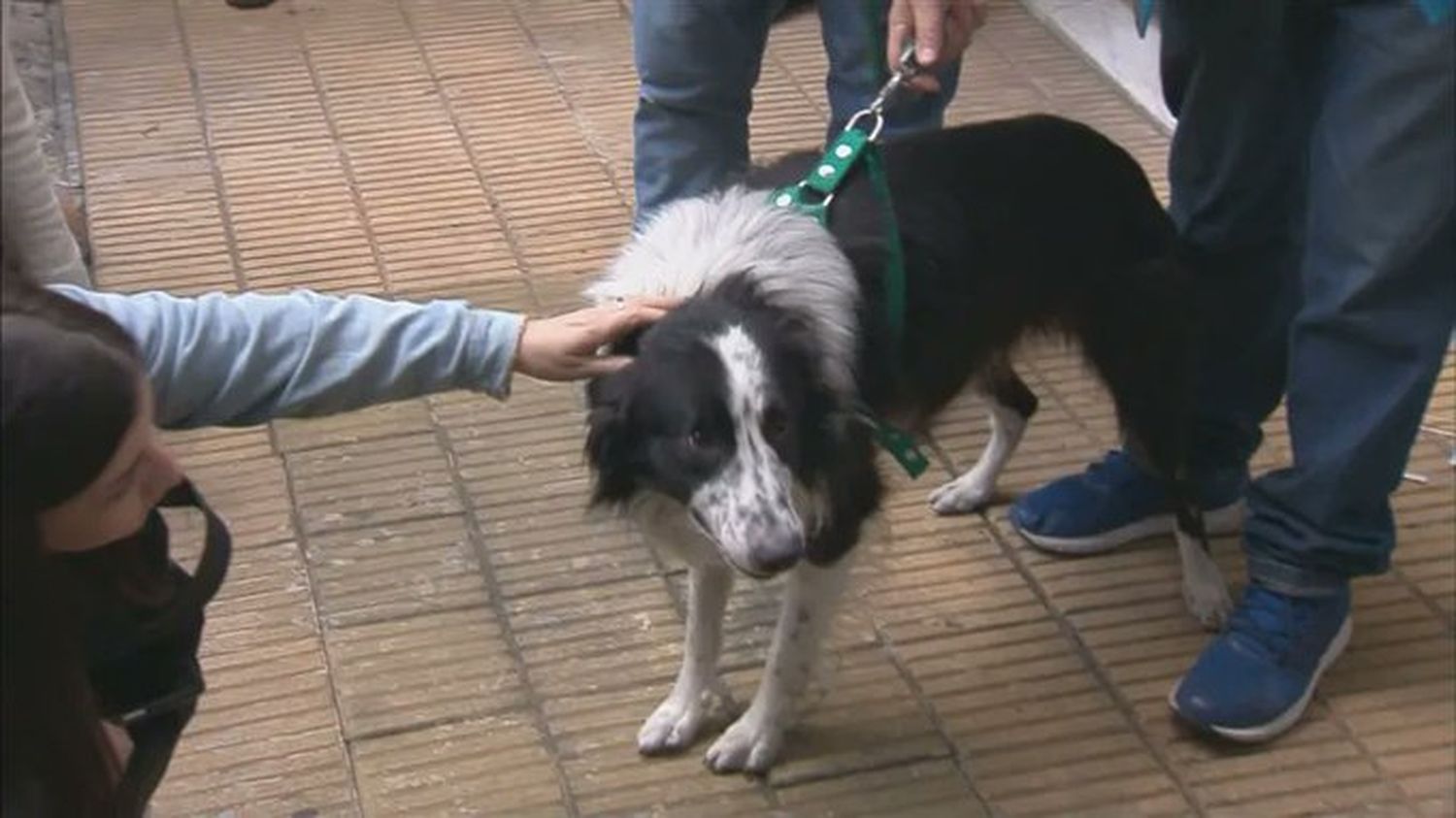 El emotivo momento en que "Bob" fue rescatado