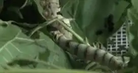 El INTA impulsa la cría de gusanos de seda