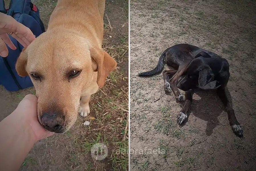 Aparecieron varios perritos perdidos en el Parque de Diversiones y buscan una familia que los adopte