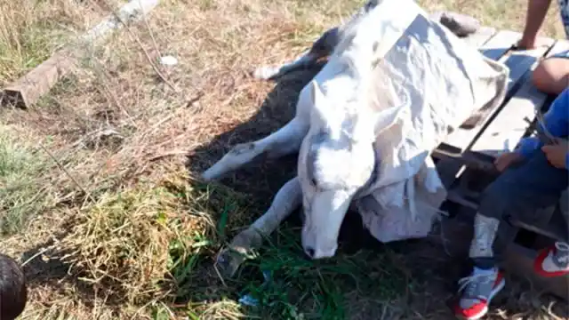 Murió un caballo que era maltratado y denunciaron al dueño
