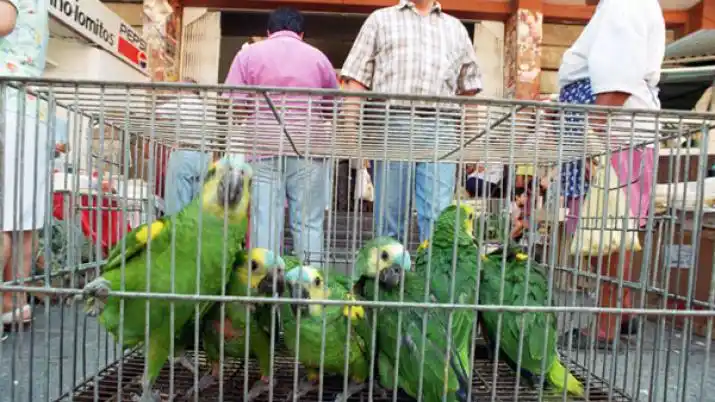 Confirman caso de psitacosis en Coronel Suárez: Qué es y cómo prevenir 