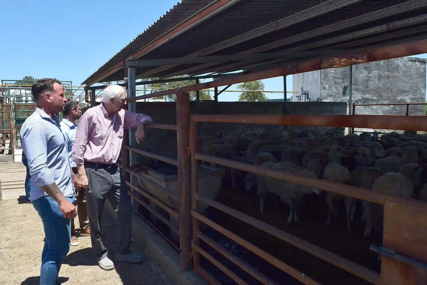 Este martes comenzó en Gualeguay la faena de ovinos para exportar a Kuwait