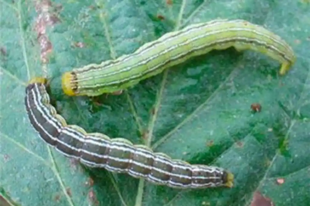 Detectan ataque de isoca en cultivos de soja en el oeste y sur bonaerense