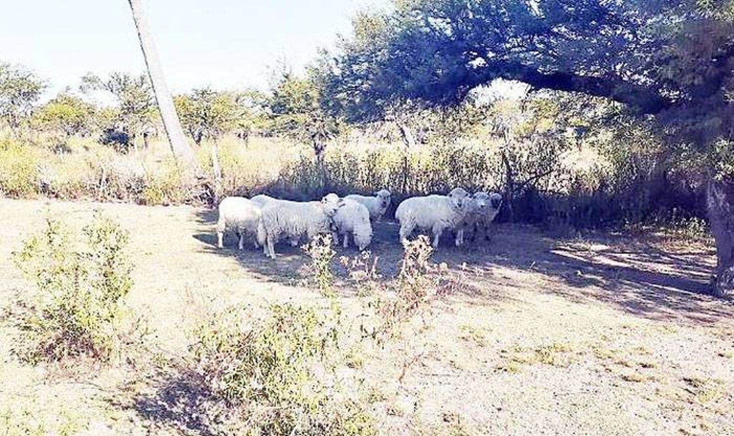 Sancionan a productor que utilizaba la calle como lugar de pastoreo