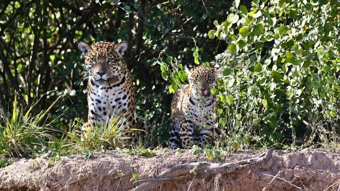 Guías y cámaras trampa registraron dos crías de yaguareté en El Impenetrable, en la zona del río Bermejo. Identificaron a Nalá y a Keraná.