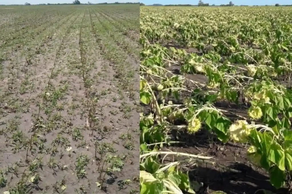 Las lluvias recargaron los suelos, pero el viento y el granizo causaron algunos daños