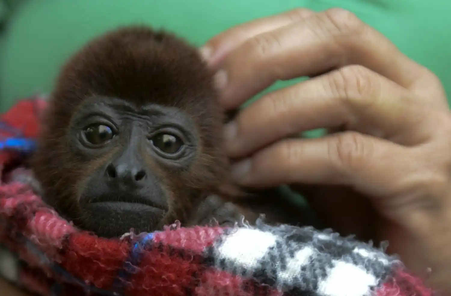 Así salvaron a un bebé Mono Aullador brutalmente atacado en el Meta