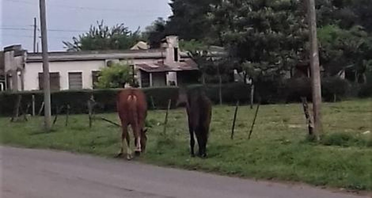 Caballos sueltos en Rómulo Naón