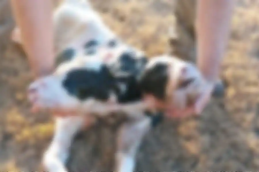 Impactantes imágenes: la impresionante historia del ternero que nació con dos cabezas en la región