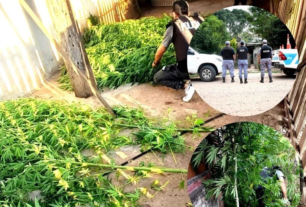 Tras allanamientos, secuestraron plantines de marihuana en Palo Santo