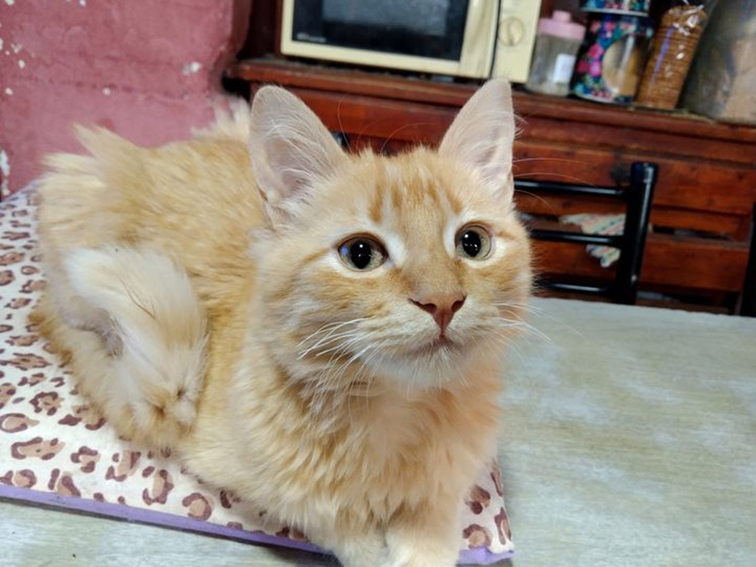 Buscan a Zimba