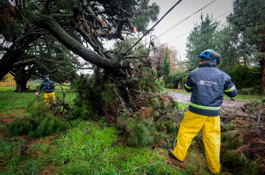 El Emsur anuncia el comienzo de la época de poda en nuestra ciudad