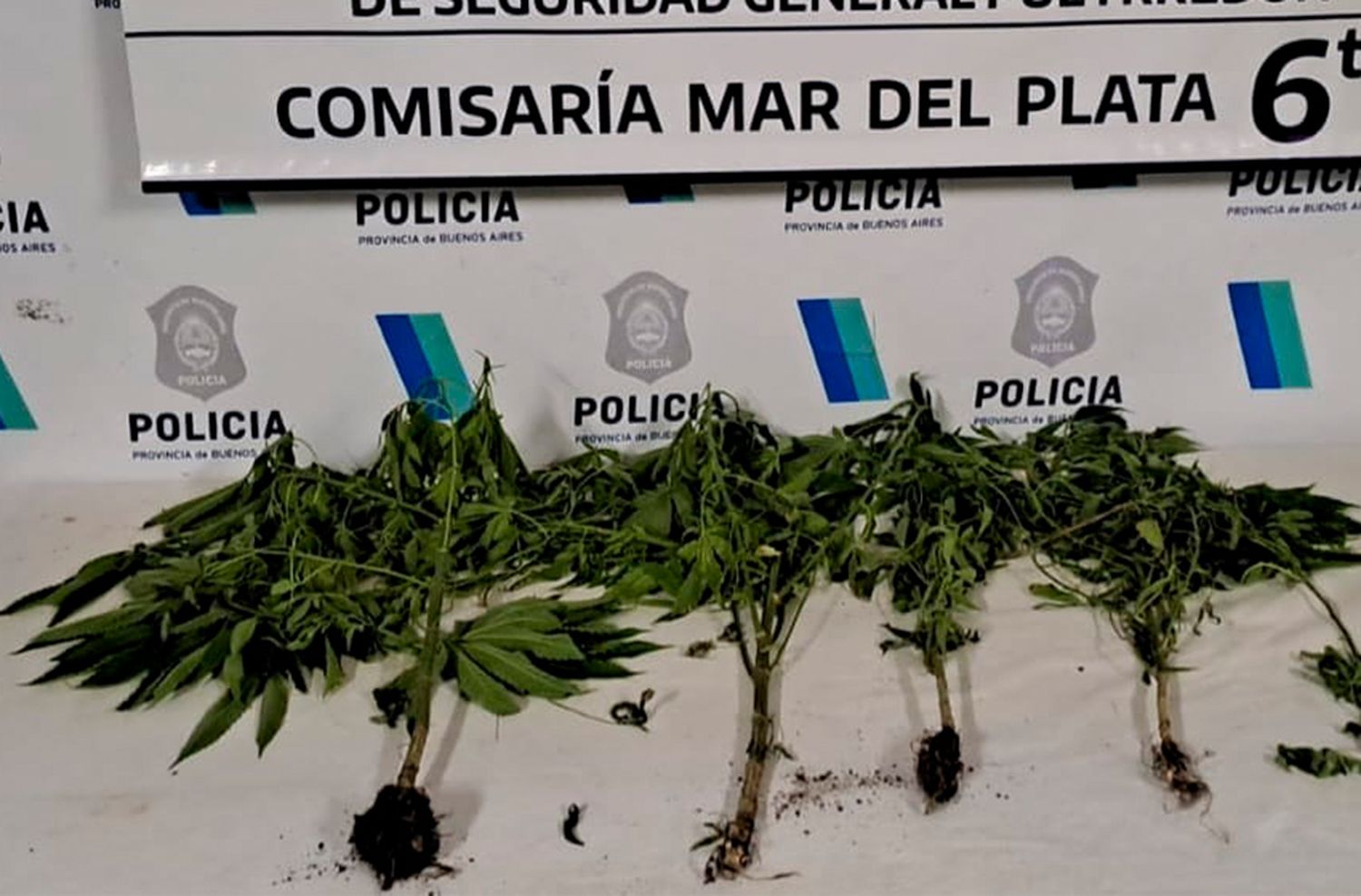 Una mujer denunció a su pareja por agresiones y le encontraron una plantación de marihuana