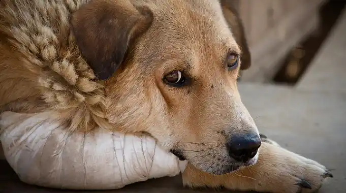 Organizan la primera marcha contra el maltrato animal en Gualeguaychú