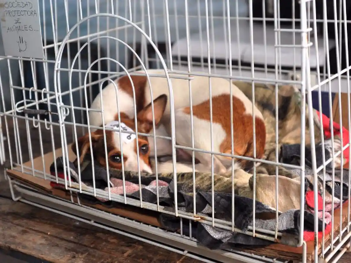 Canimóvil: realizarán castraciones en barrio 9 de septiembre